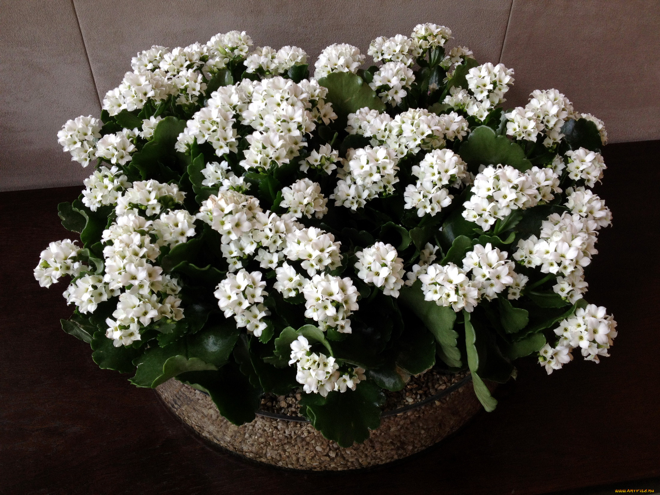 , , kalanchoe